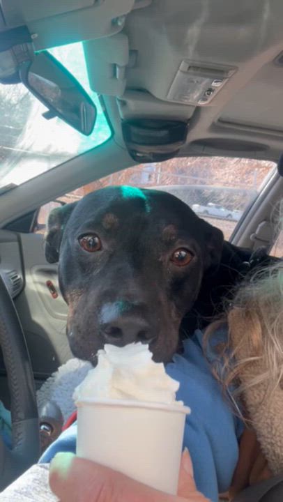 Enlarge Louie, a ADOPTABLE mixed breed in Rapid City, SD video 6/6