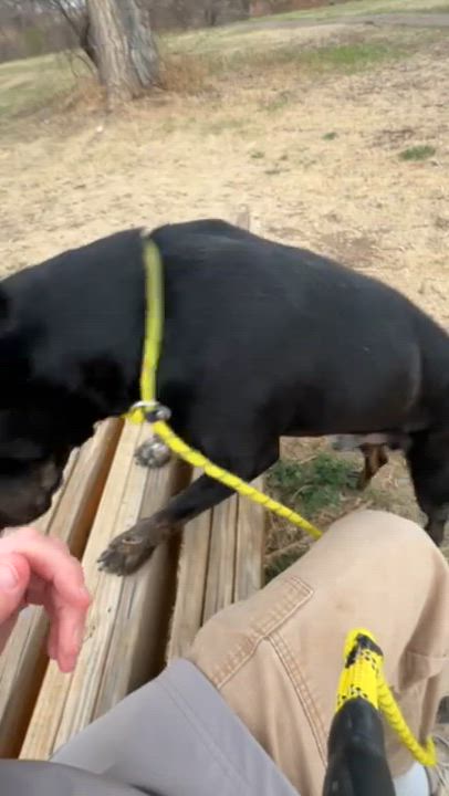 Enlarge Louie, a ADOPTABLE mixed breed in Rapid City, SD video 5/6