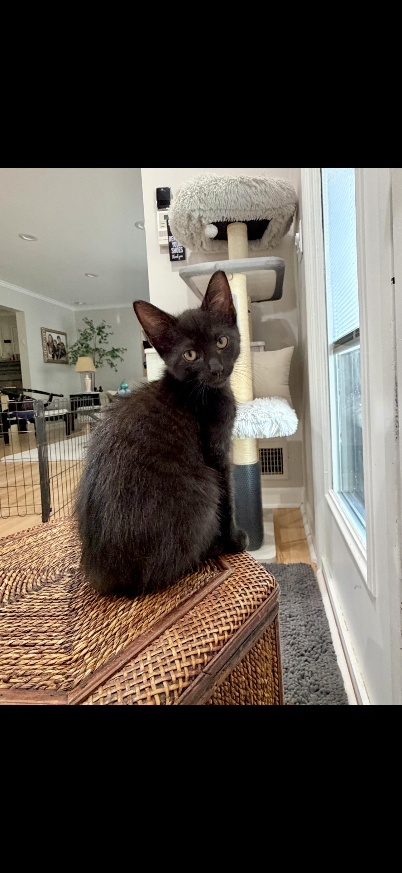 Garbanzo, Adoptable, Kitten Male Domestic Short Hair & Tabby.
