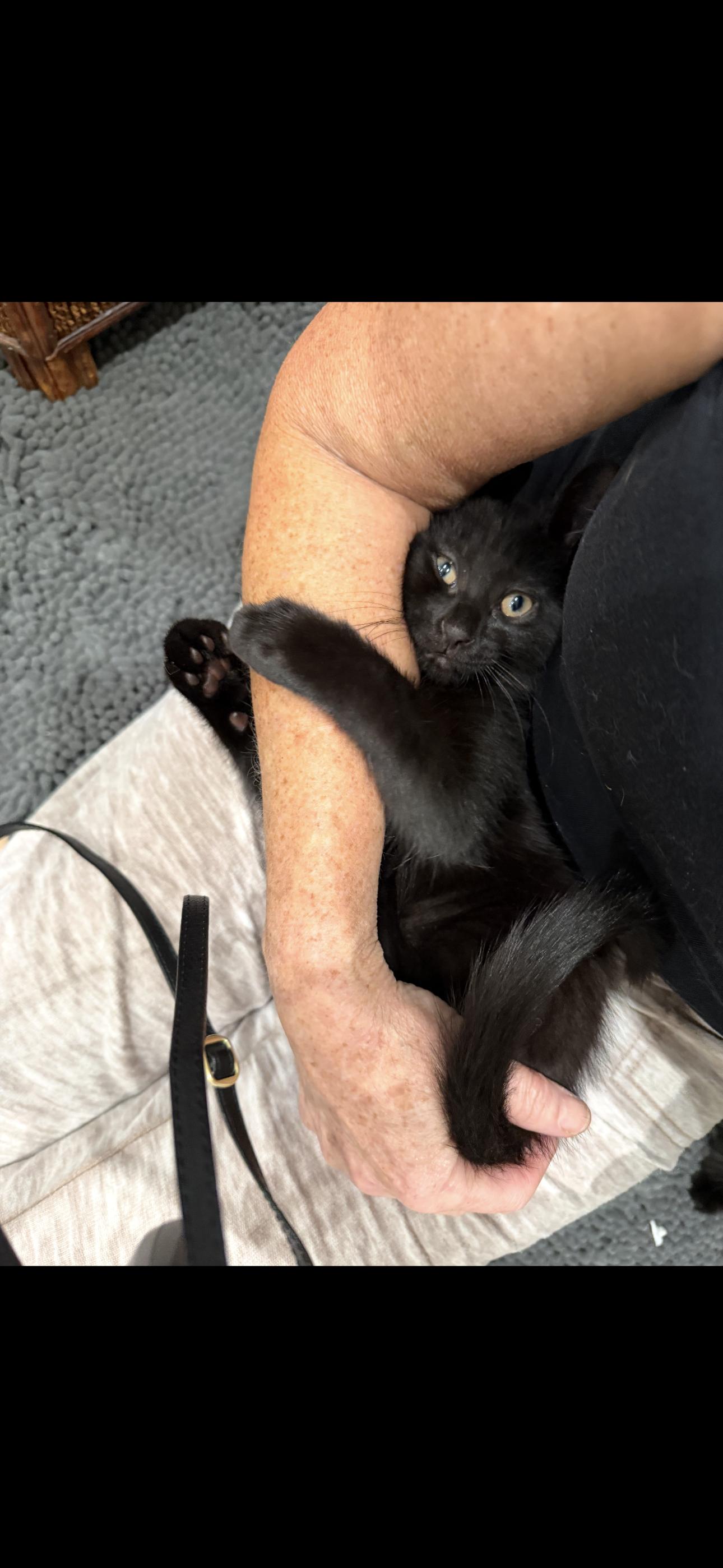 Enlarge Garbanzo, a Adoptable mixed breed in Rochester Hills, MI image 2/4
