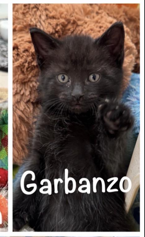 Enlarge Garbanzo, a Adoptable mixed breed in Rochester Hills, MI image 4/4
