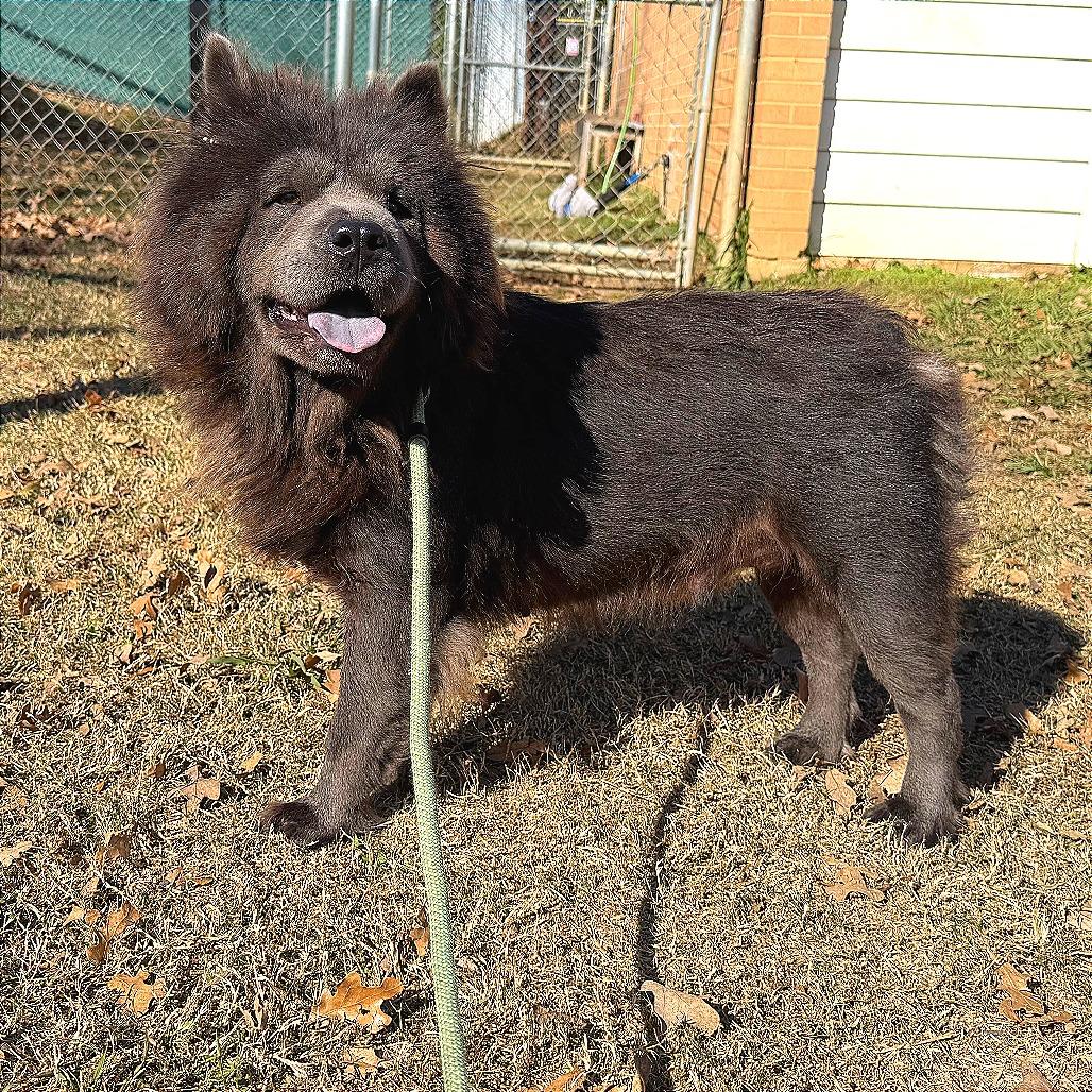 Mocha, Adoptable, Adult Female Chow Chow.