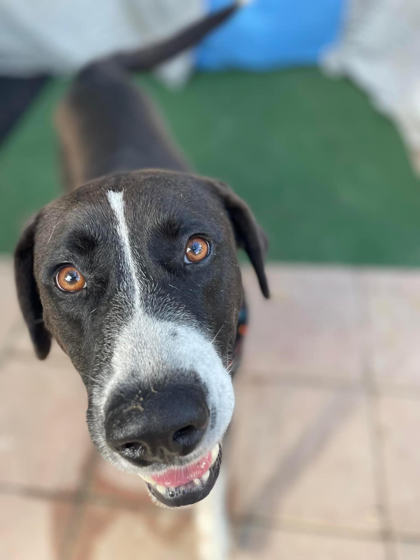 Homer, Adopted, Adult Male Australian Cattle Dog / Blue Heeler.