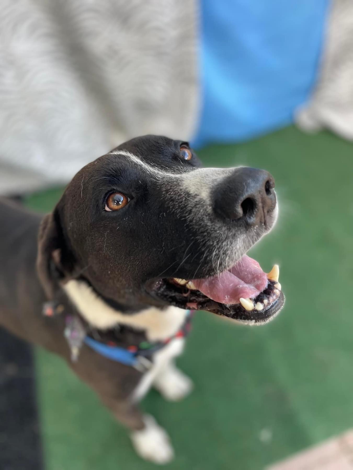 Homer, a Adopted mixed breed in Scottsville, KY image 2/4