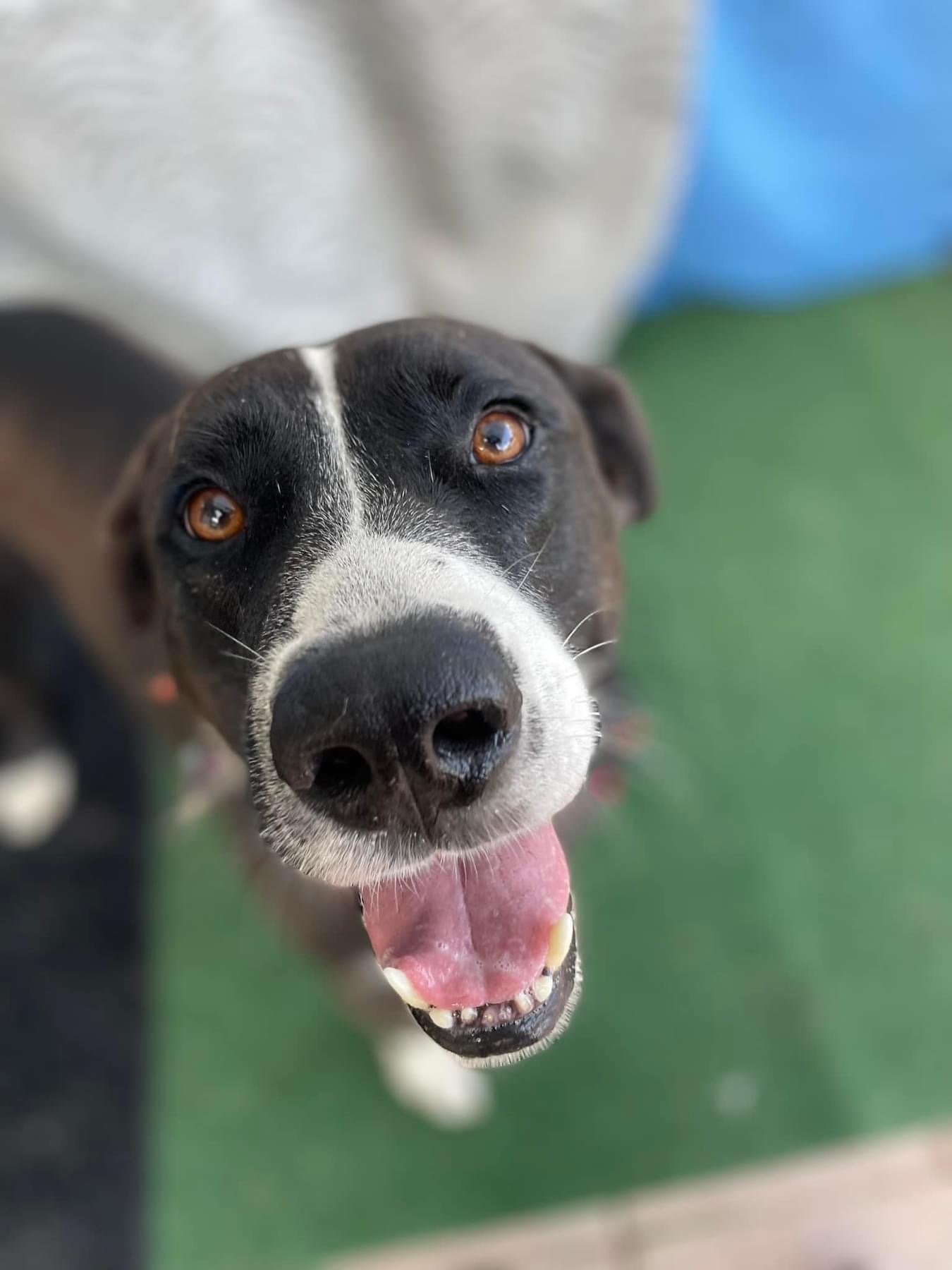 Homer, a Adopted mixed breed in Scottsville, KY image 3/4