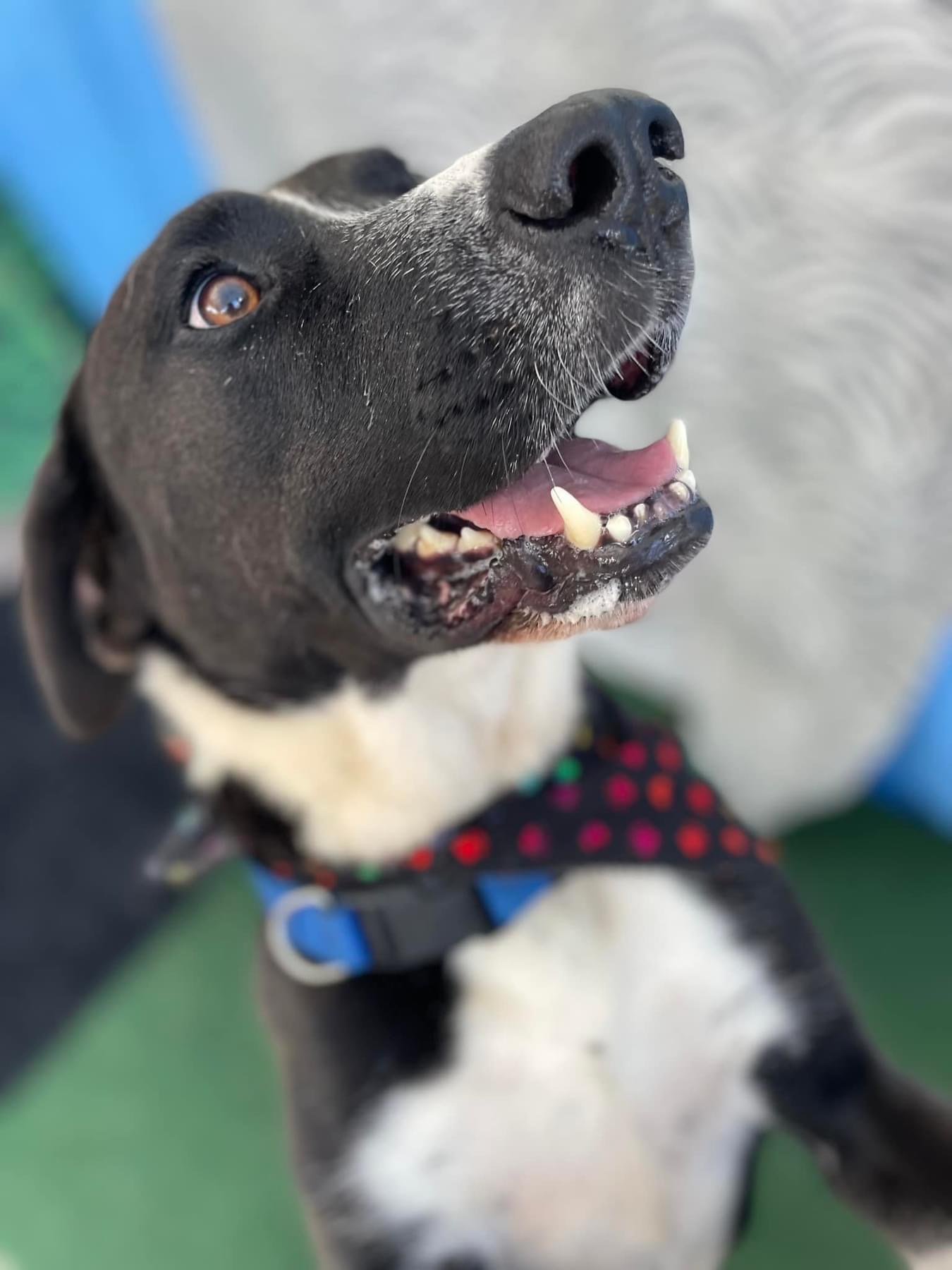 Homer, a Adopted mixed breed in Scottsville, KY image 4/4