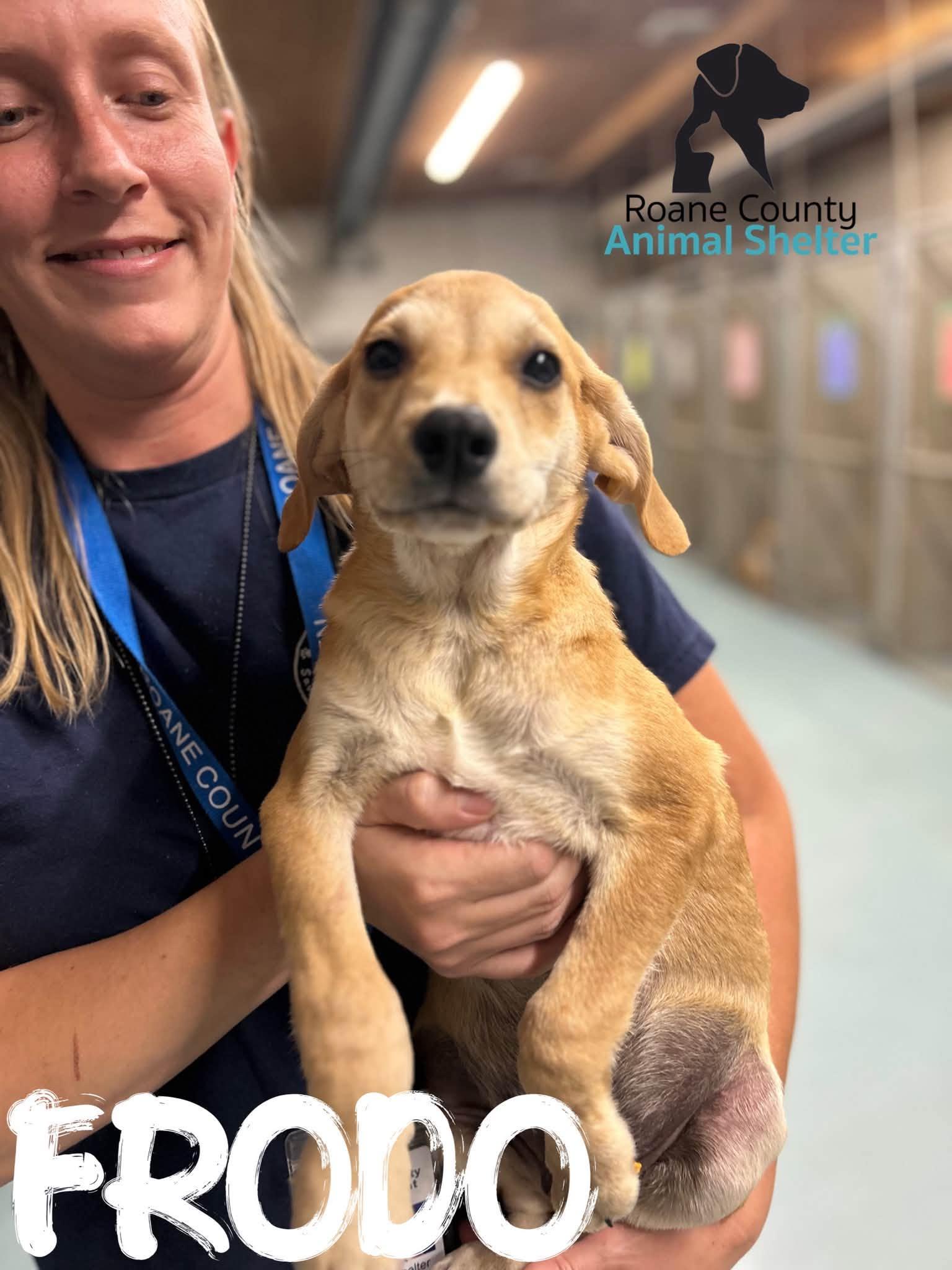 Frodo, Adoptable, Puppy Male Chihuahua & Boxer.