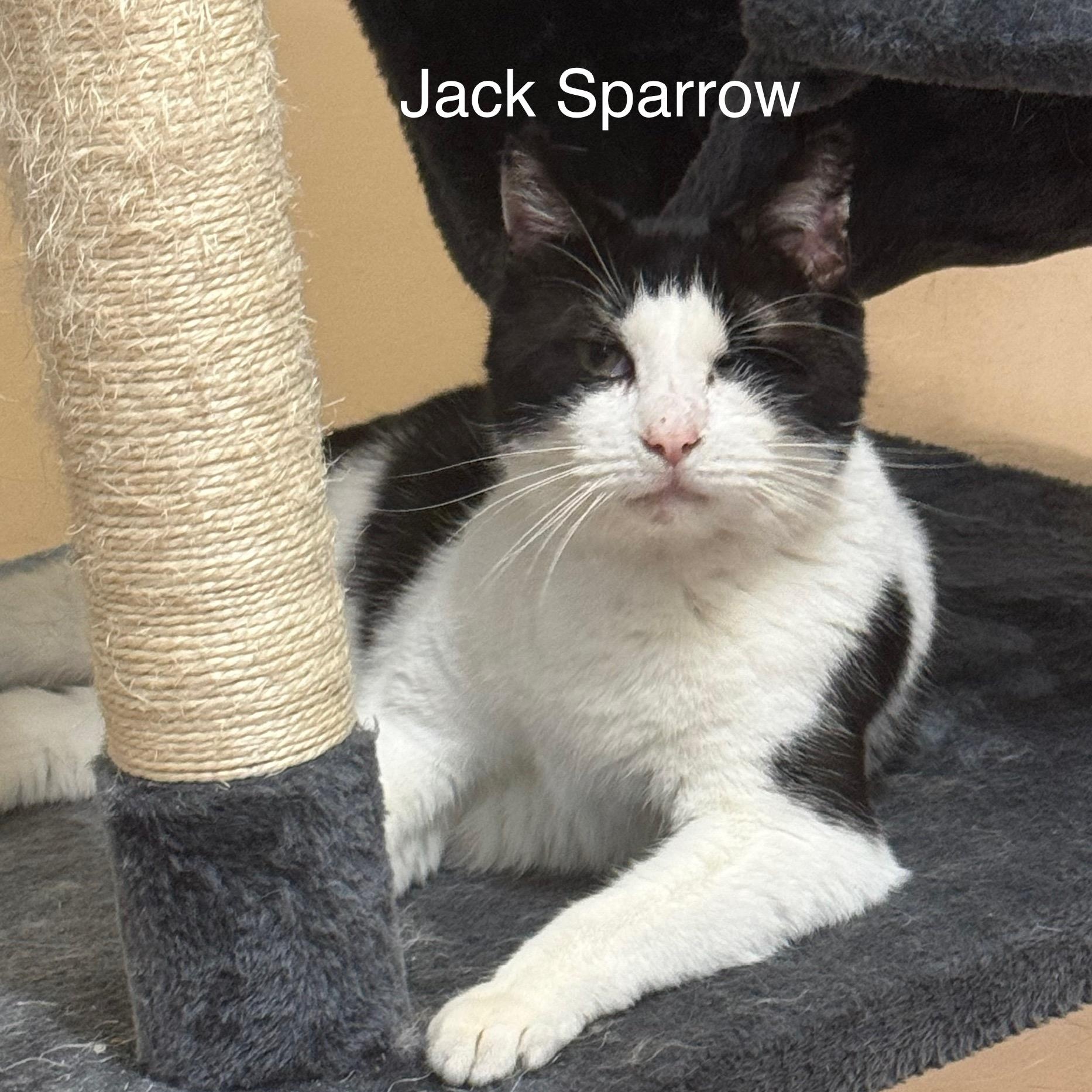Enlarge Jack Sparrow, a Adoptable Domestic Short Hair in Ulster, PA image 1/1