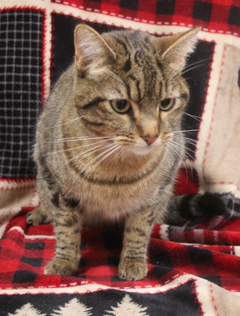 Apple, Adoptable, Young Female Domestic Short Hair.