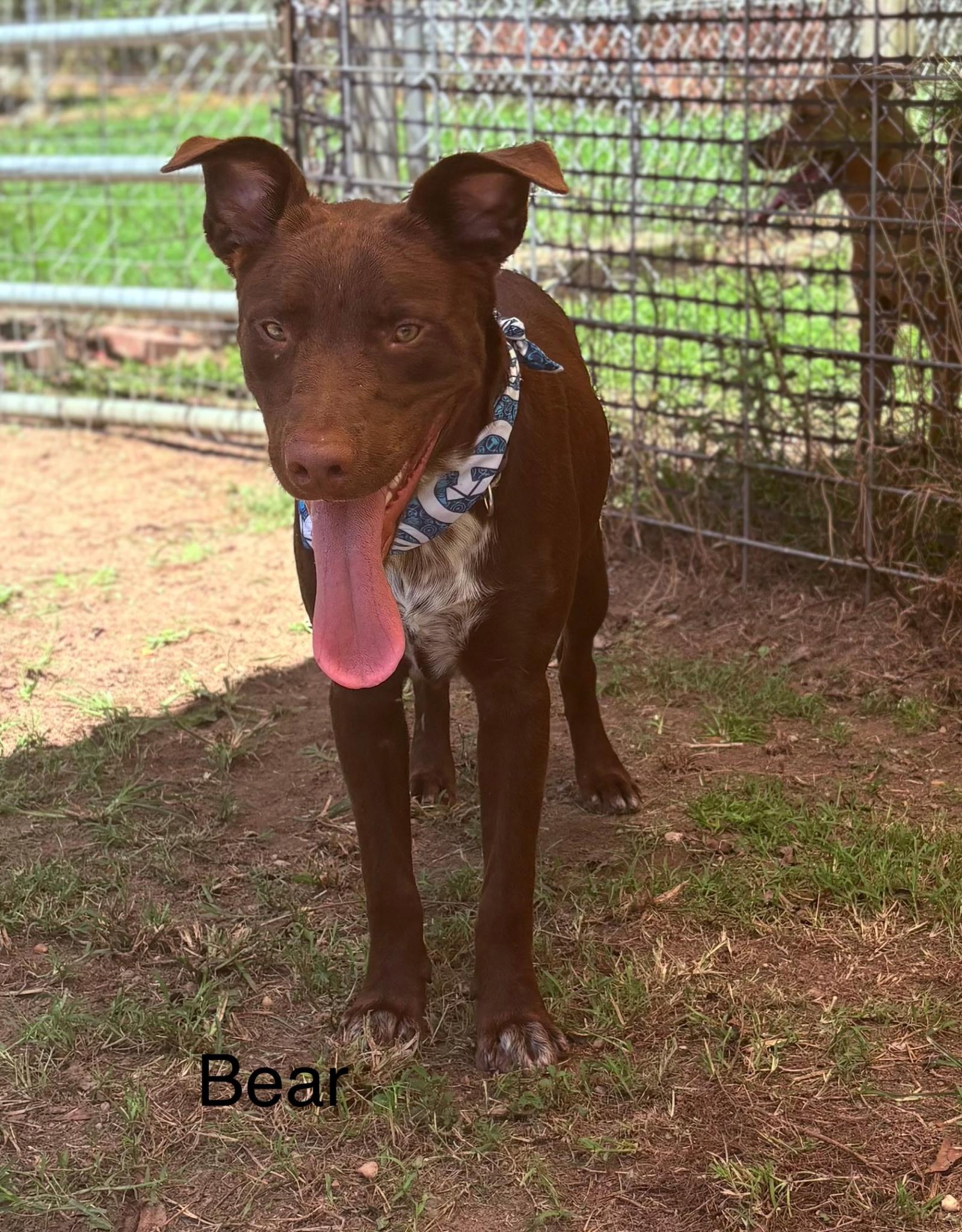 Bear, Adoptable, Young Male Chocolate Labrador Retriever.