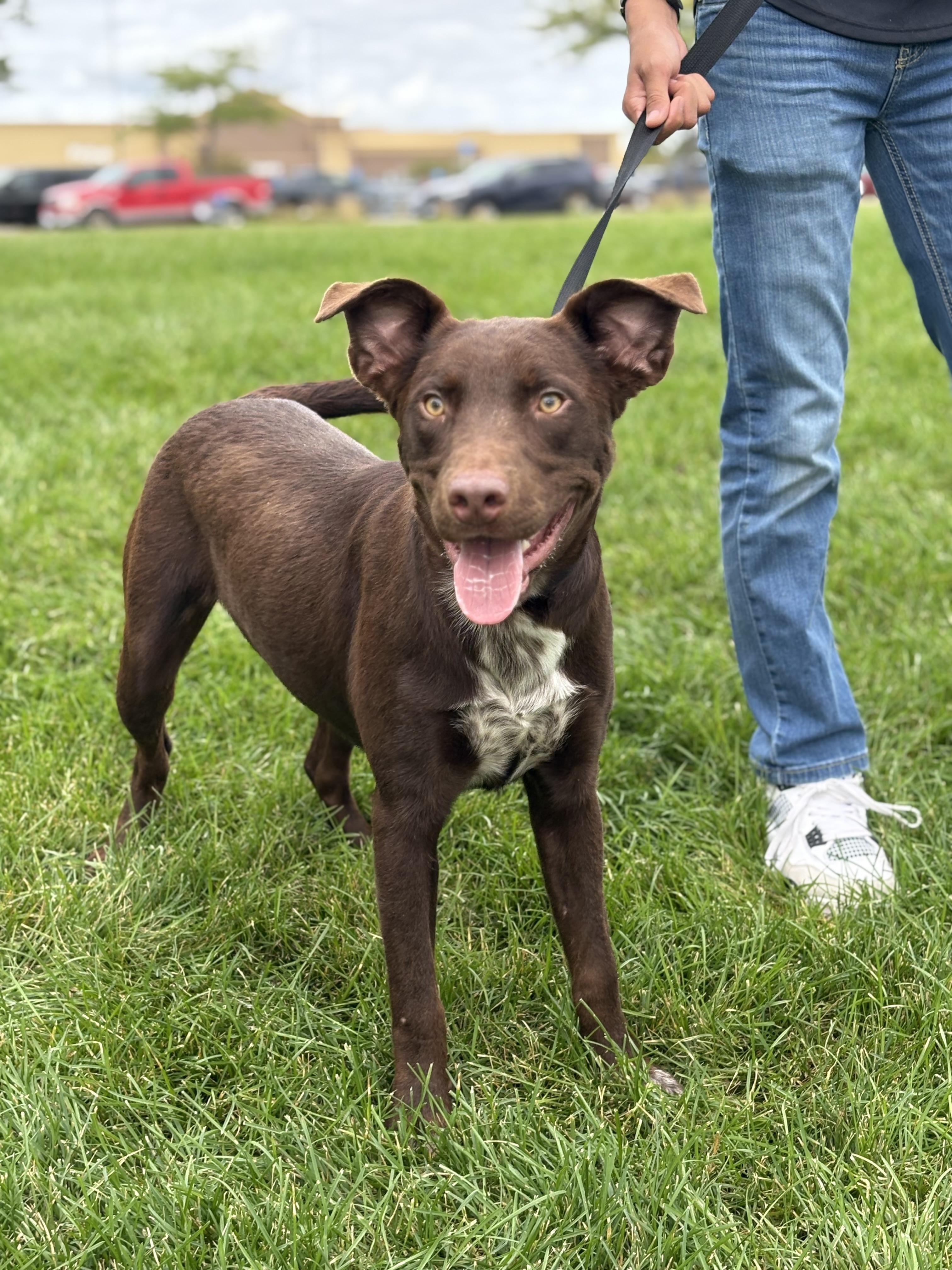 Bear, Adoptable, Young Male Chocolate Labrador Retriever.
