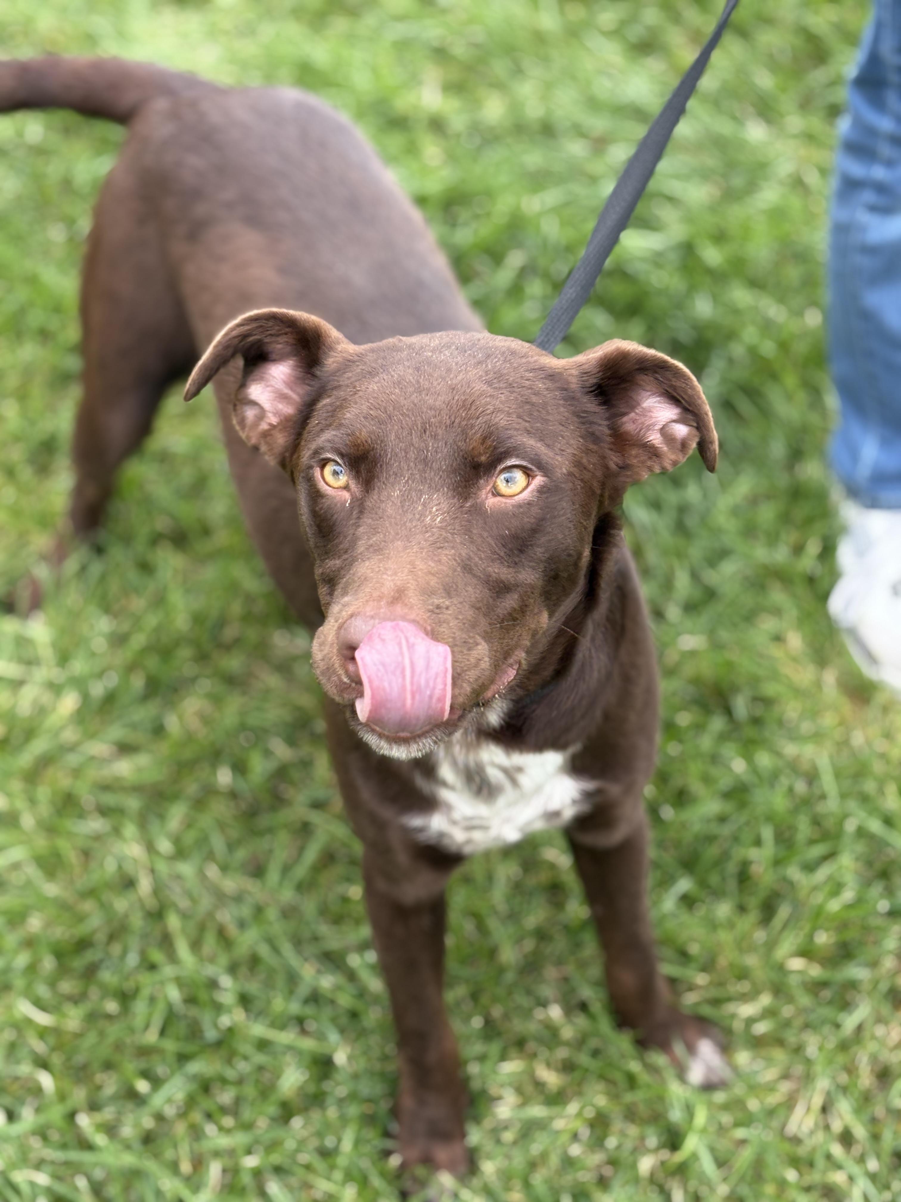 Bear, a Adoptable mixed breed in Zimmerman, MN image 3/3