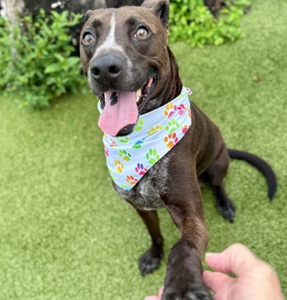 Bonsai, Adoptable, Adult Male Mixed Breed & Mixed Breed.