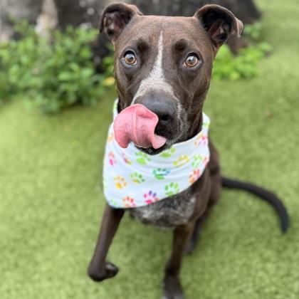 Bonsai, a Adoptable mixed breed in Largo, FL image 2/3