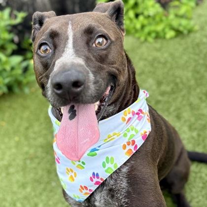 Bonsai, a Adoptable mixed breed in Largo, FL image 3/3