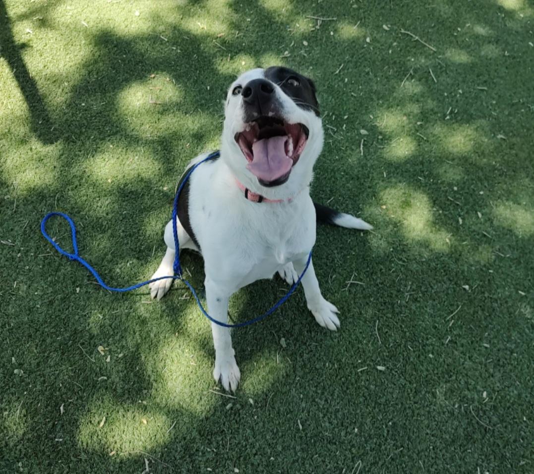 Enlarge Ellie, an adoptable mixed breed in Tacoma, WA image 1/3