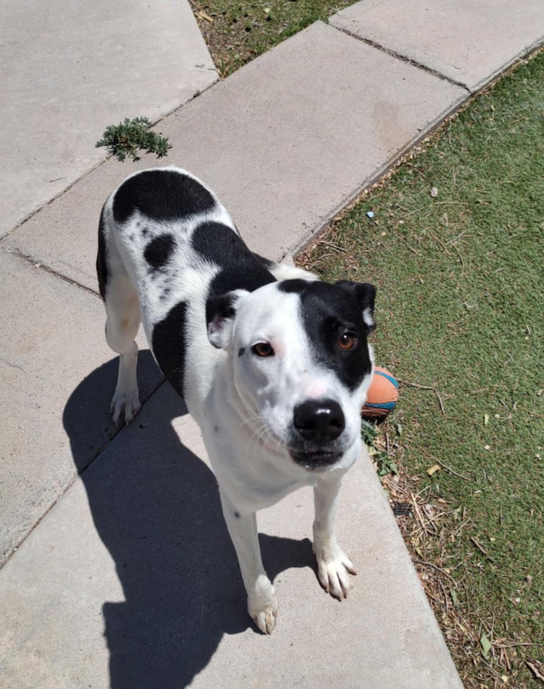 Enlarge Ellie, an adoptable mixed breed in Tacoma, WA image 2/3
