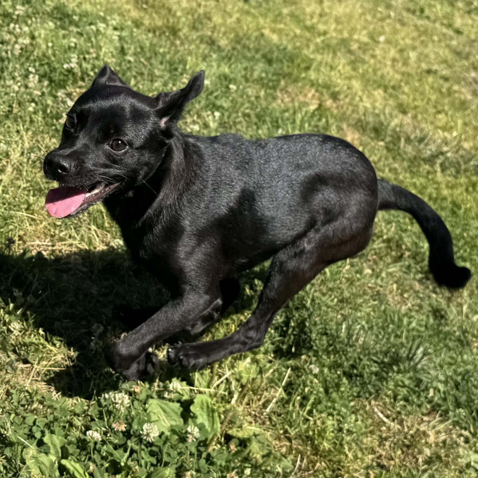 Enlarge Ivanna, a Adopted Mixed Breed in Oakland, CA image 1/3