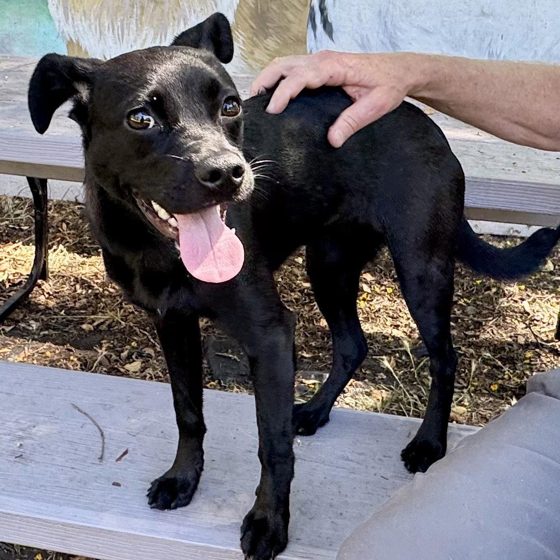 Enlarge Ivanna, a Adopted Mixed Breed in Oakland, CA image 2/3