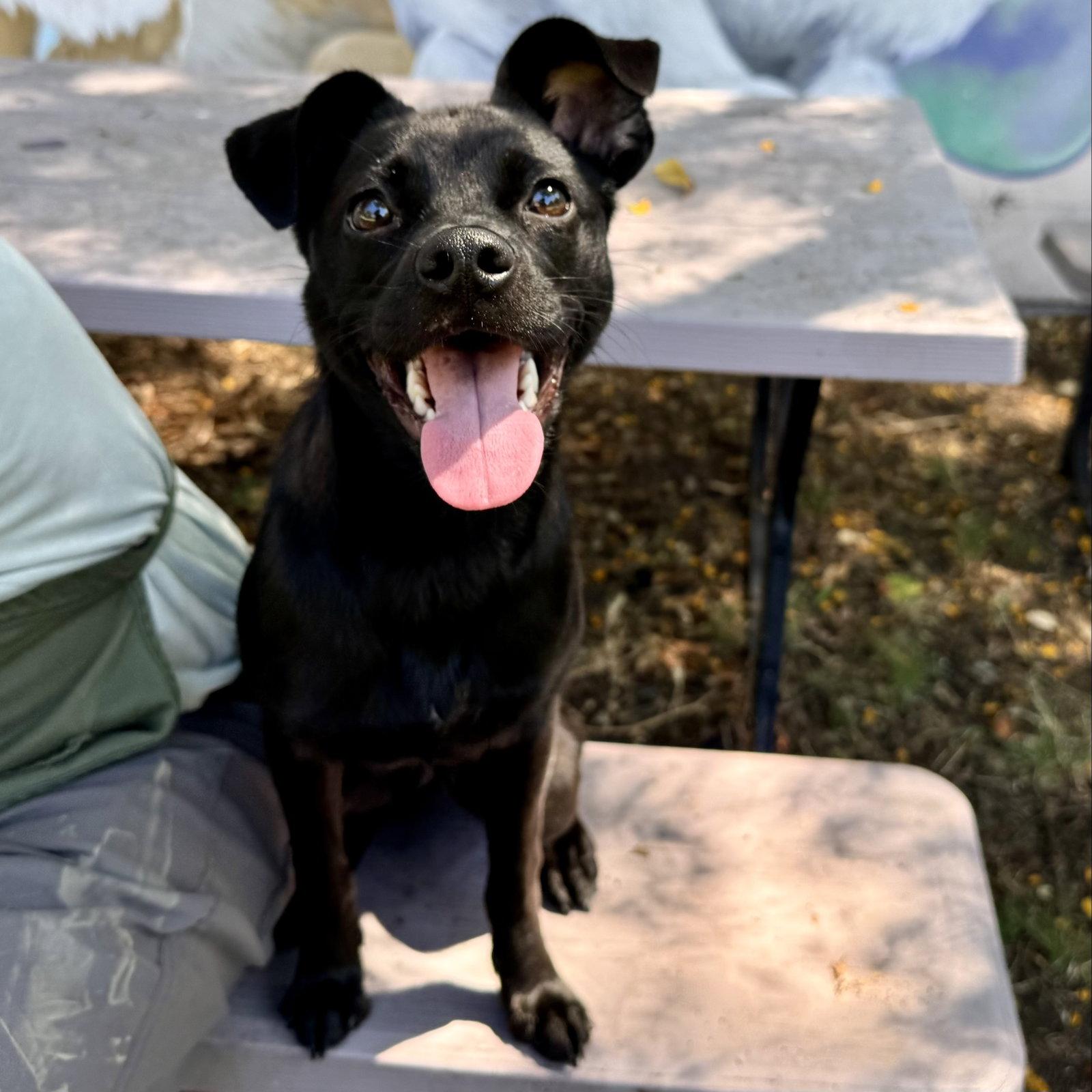 Enlarge Ivanna, a Adopted Mixed Breed in Oakland, CA image 3/3