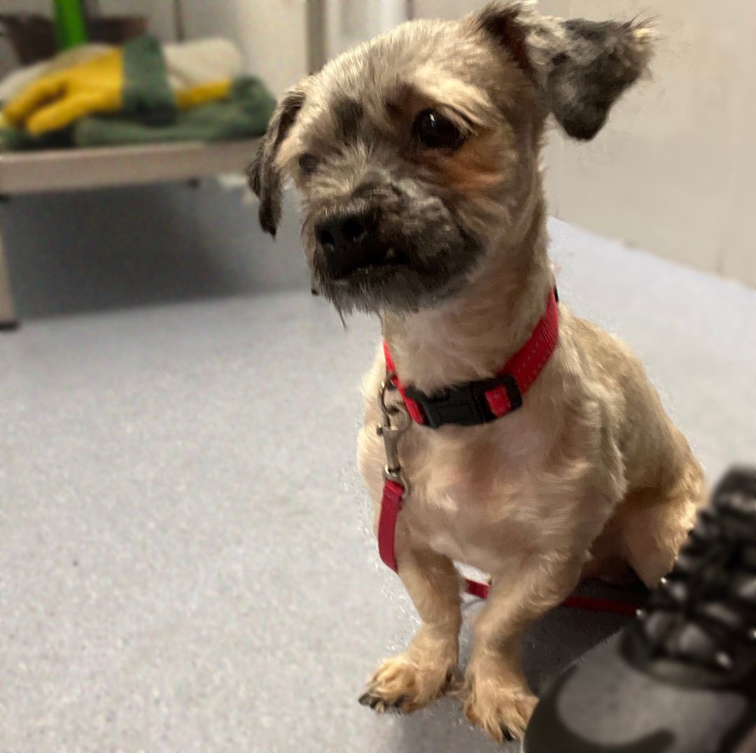 Bruno has been adopted!, Adoptable, Young Male Pekingese & Miniature Schnauzer.