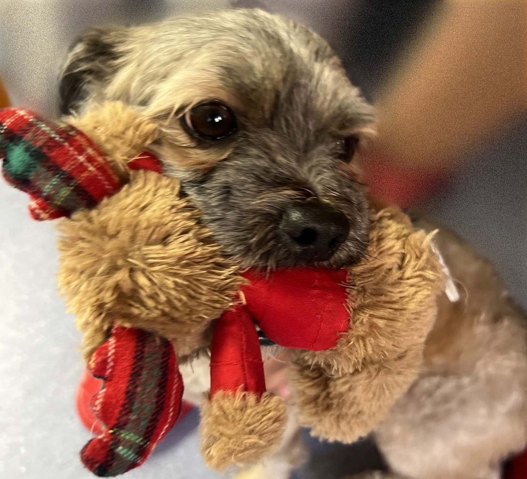 Bruno has been adopted!, a Adoptable mixed breed in Hillsdale, NJ image 2/4