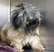 Bruno has been adopted!, a Adoptable mixed breed in Hillsdale, NJ image 3/4