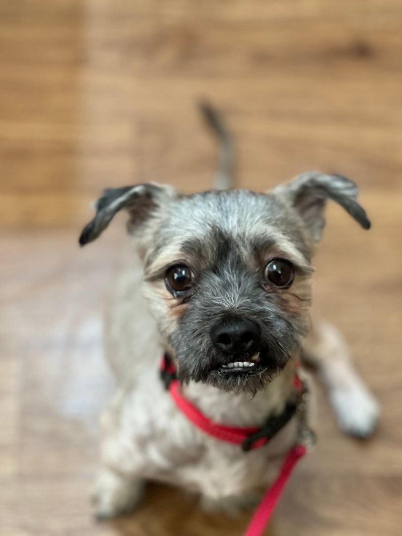 Bruno has been adopted!, a Adoptable mixed breed in Hillsdale, NJ image 4/4