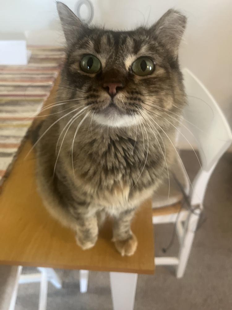 Enlarge Bobbi, a Adoptable mixed breed in Lafayette, CO image 2/6