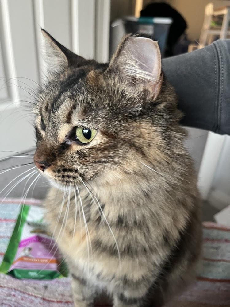 Enlarge Bobbi, a Adoptable mixed breed in Lafayette, CO image 3/6