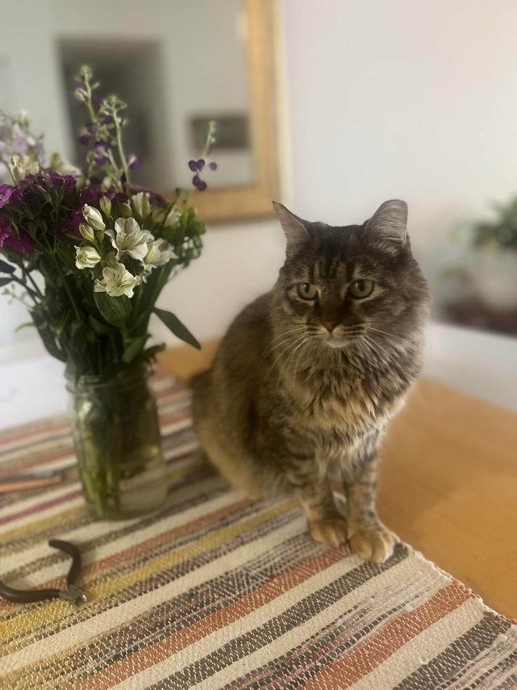 Enlarge Bobbi, a Adoptable mixed breed in Lafayette, CO image 4/6