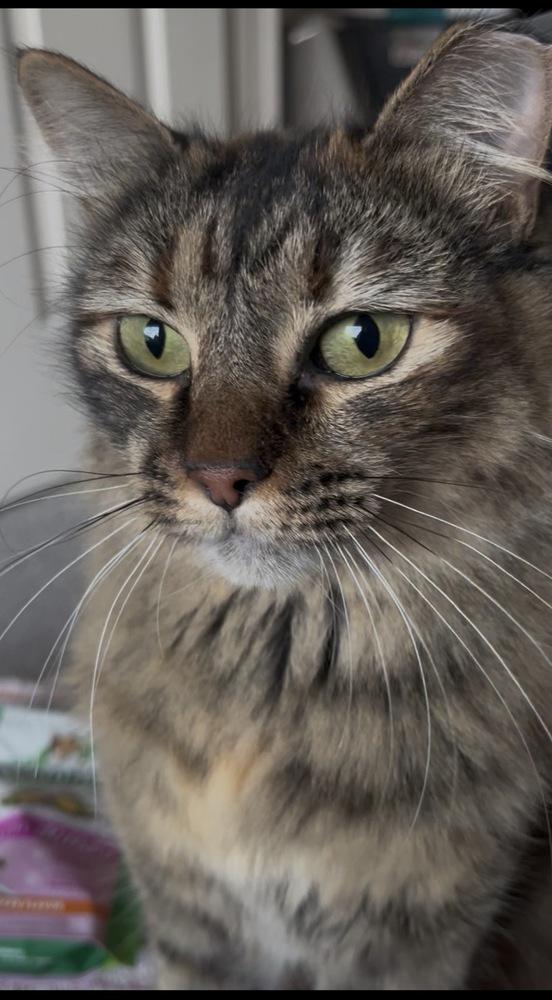 Enlarge Bobbi, a Adoptable mixed breed in Lafayette, CO image 5/6