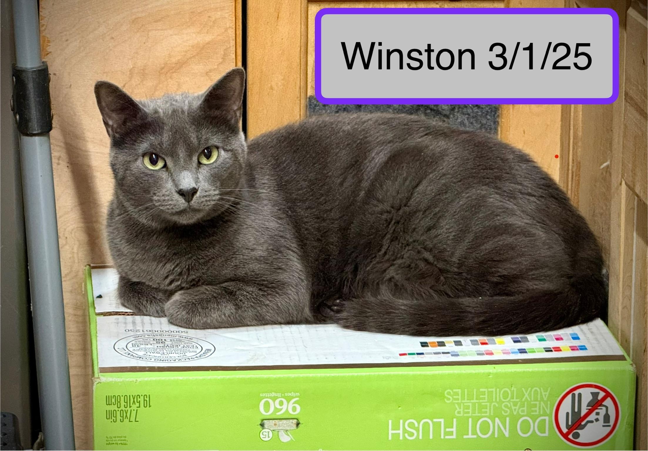 Winston (brother Teddy available also) photo 2