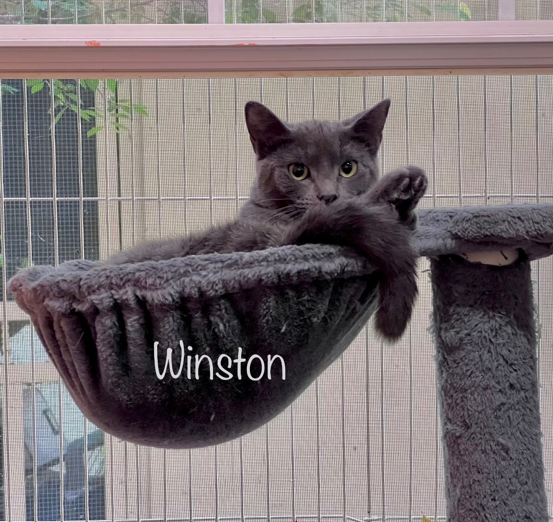 Winston (brother Teddy available also) photo 5