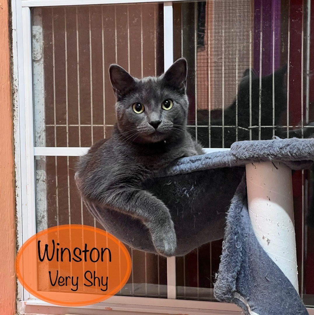 Winston (brother Teddy available also), Young Male Domestic Short Hair