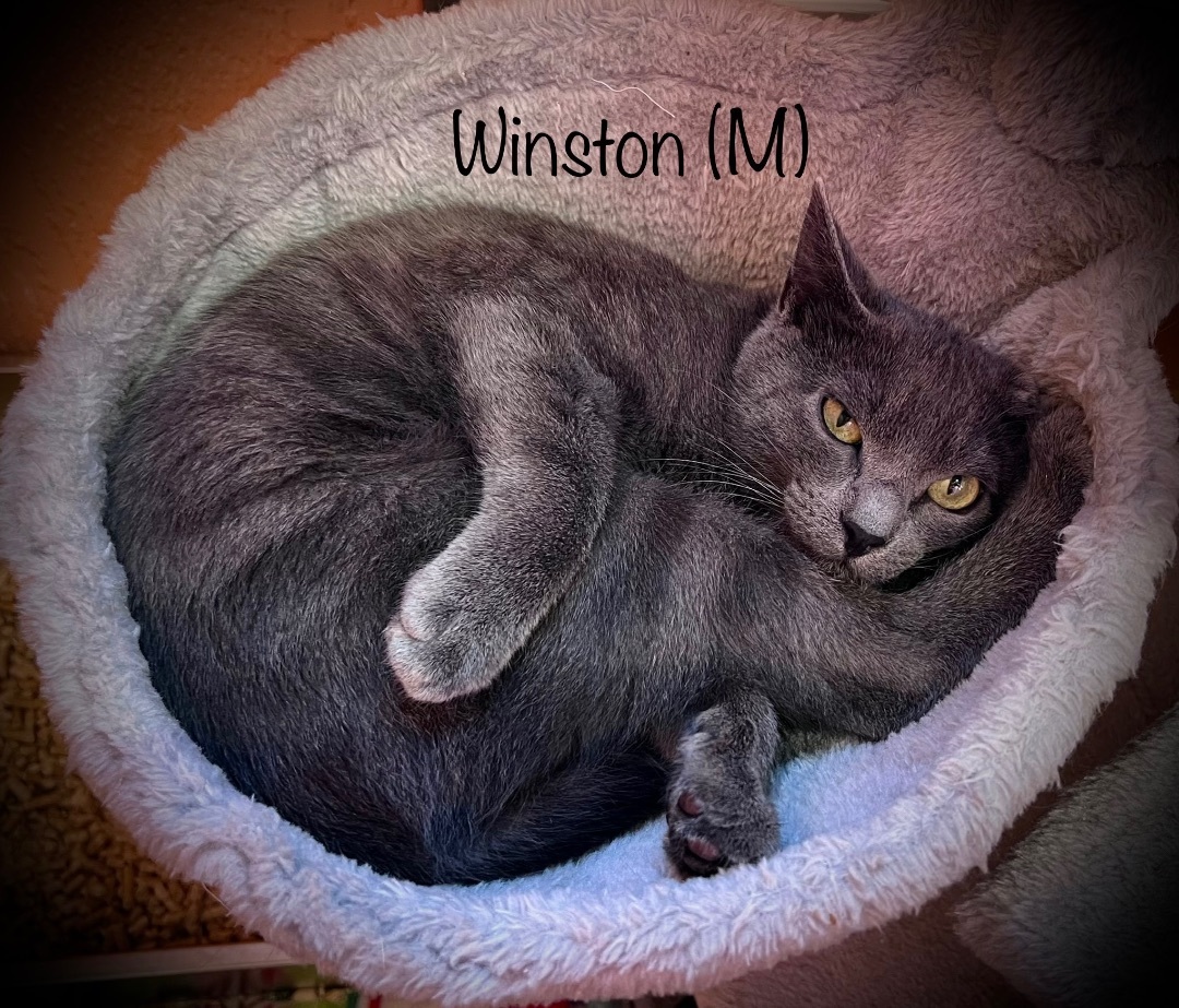 Winston (brother Teddy available also) photo 4