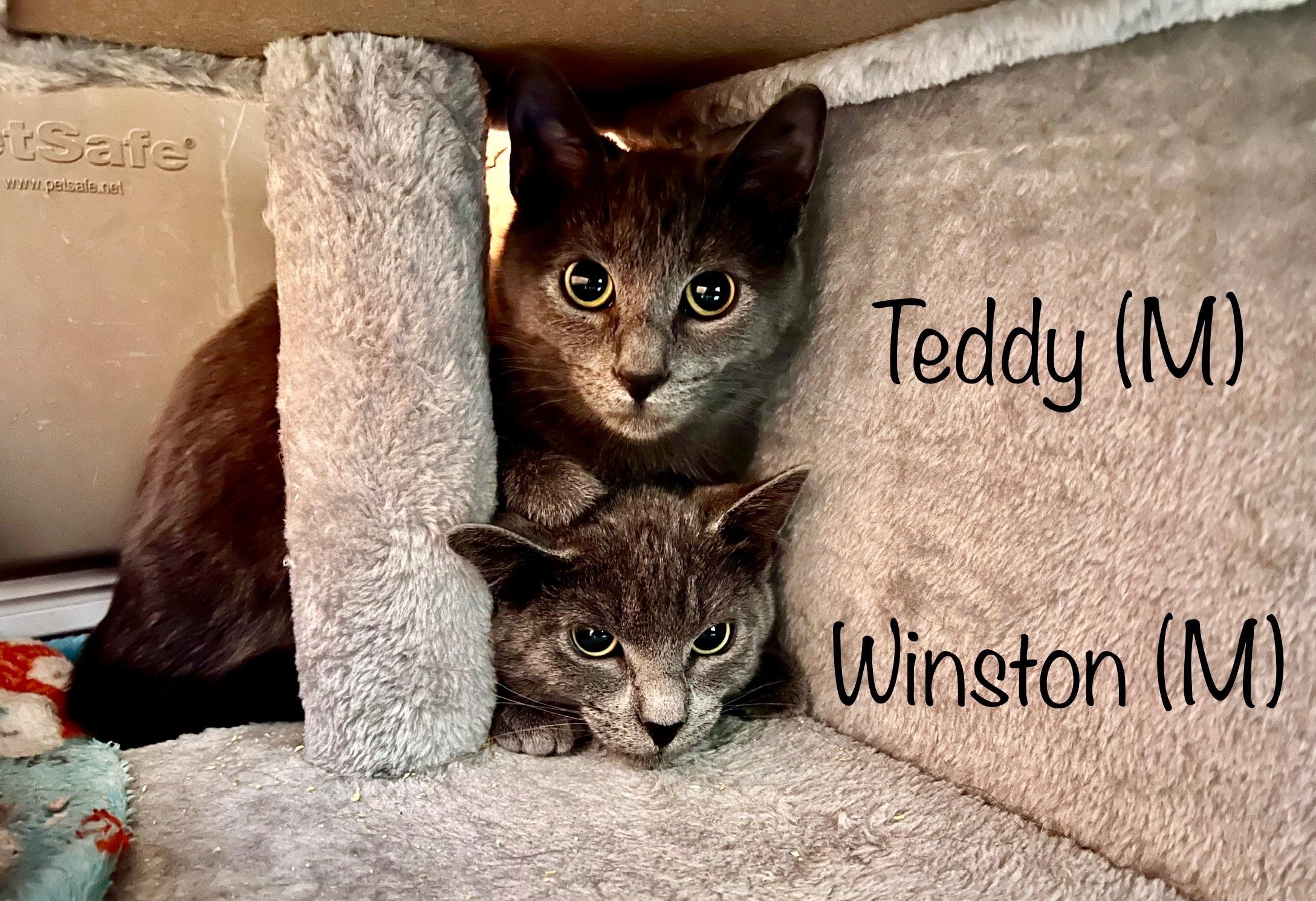 Winston (brother Teddy available also) photo 3