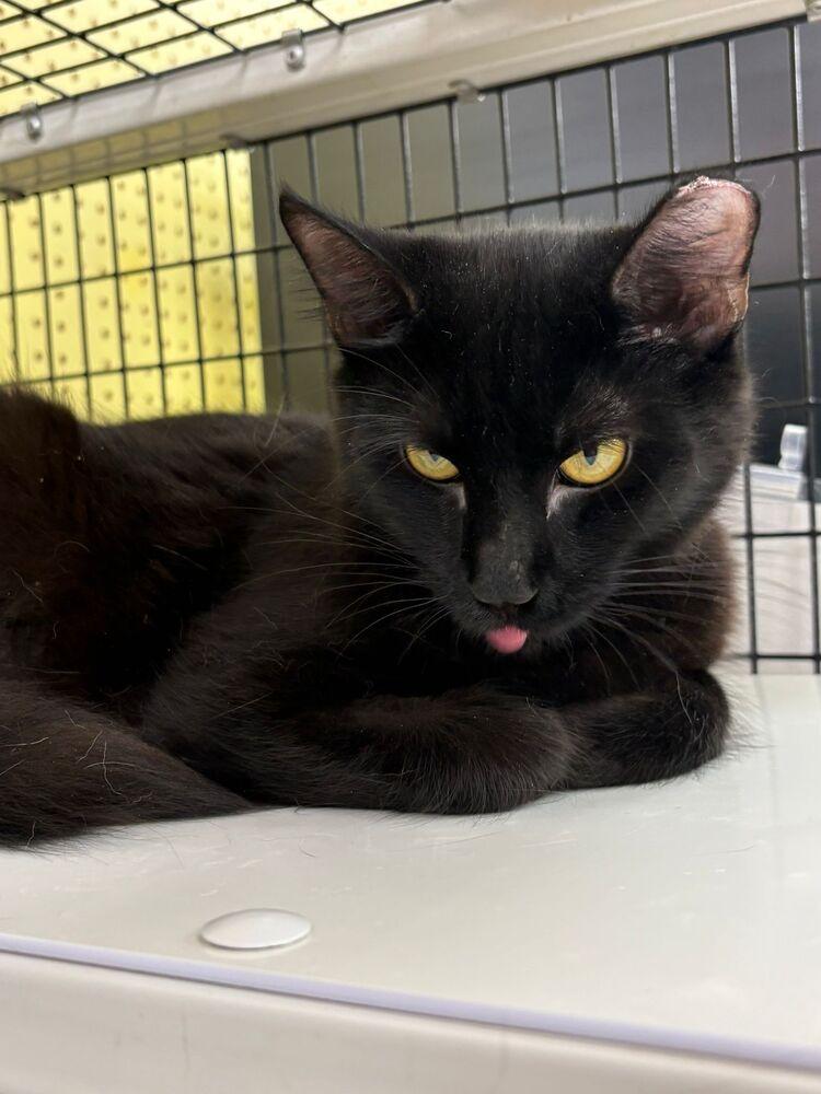 Rune, a Adoptable Domestic Medium Hair in Orlando, FL image 1/3