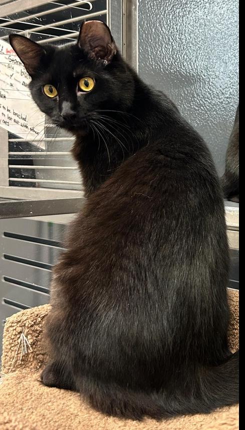 Enlarge Rune, a Adoptable Domestic Medium Hair in Orlando, FL image 2/4