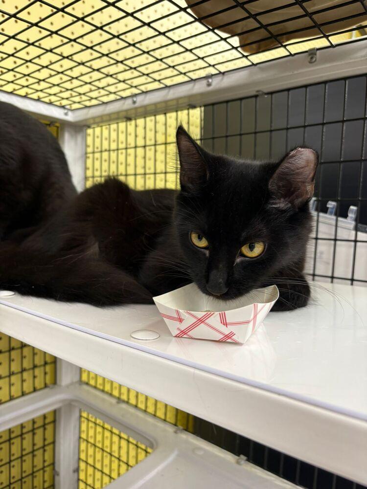 Rune, a Adoptable Domestic Medium Hair in Orlando, FL image 3/3