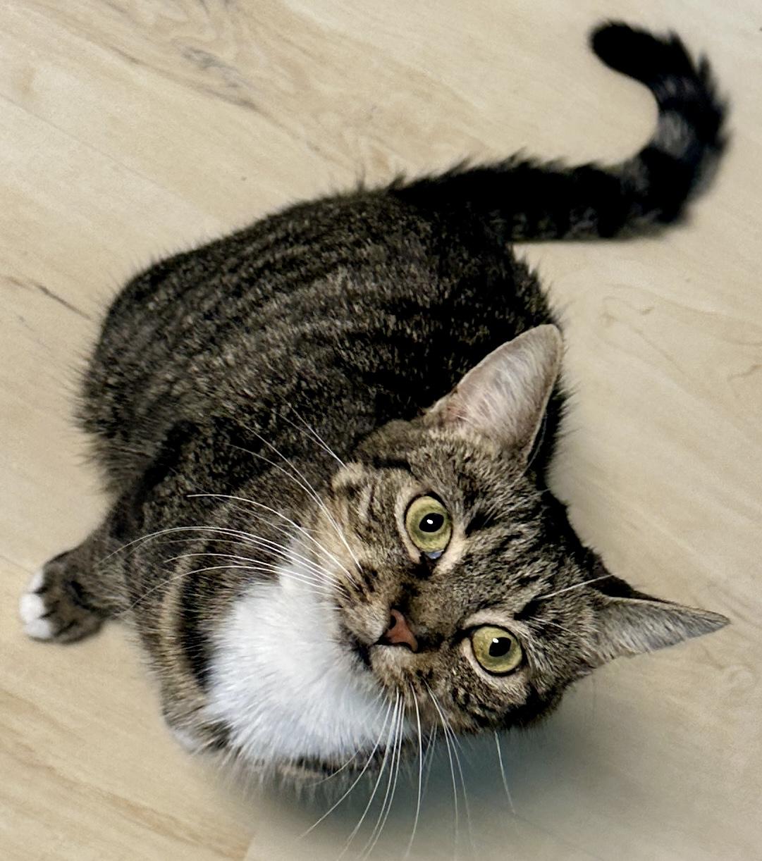 Athena, adopted, Young Female Domestic Short Hair.