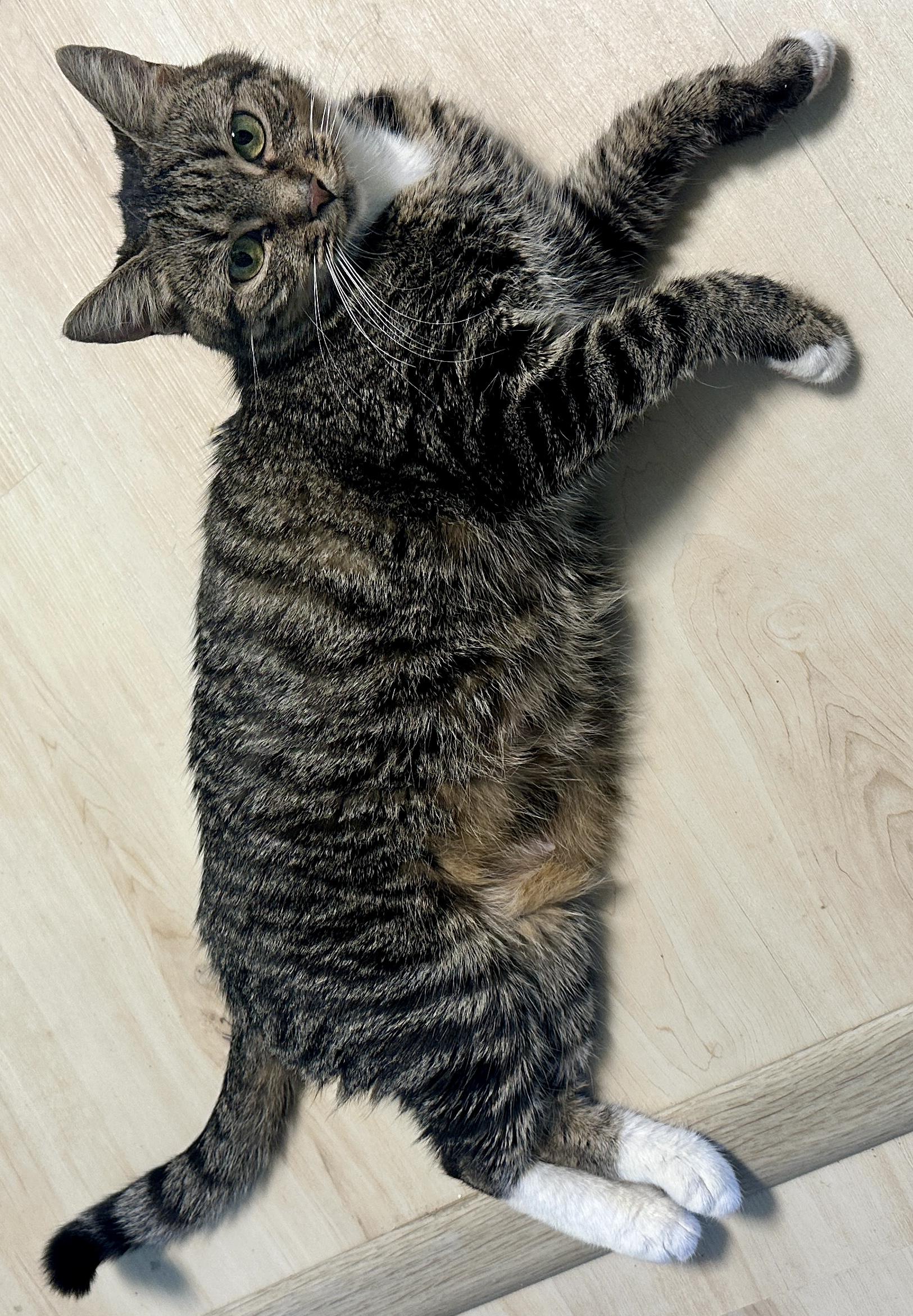 Athena, an adopted Domestic Short Hair in Fayetteville, NC image 2/6