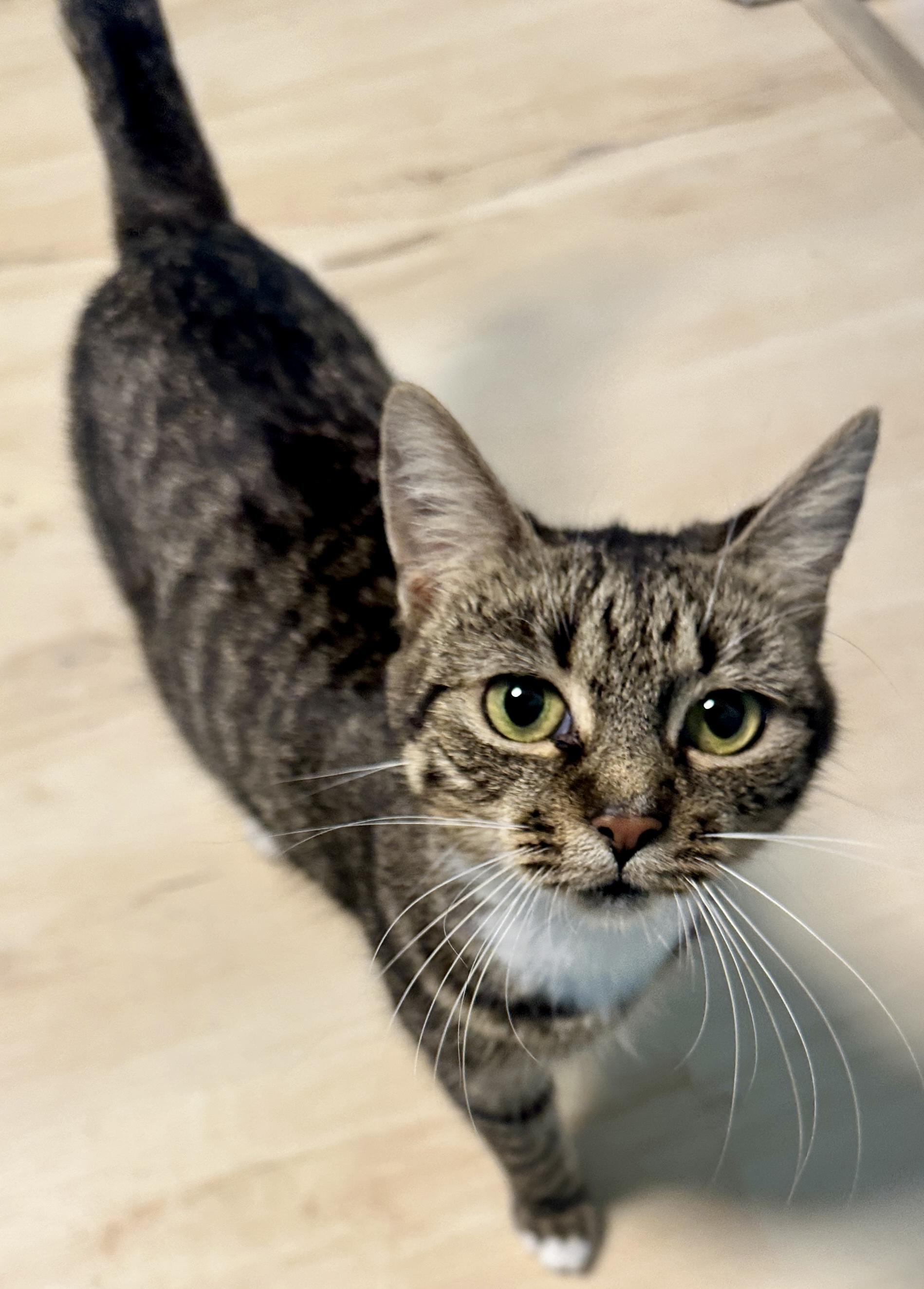 Athena, an adopted Domestic Short Hair in Fayetteville, NC image 3/6