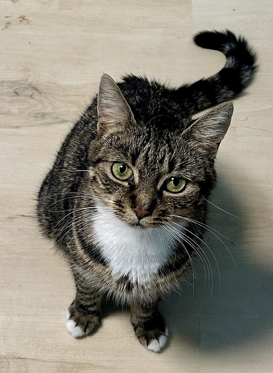 Athena, an adopted Domestic Short Hair in Fayetteville, NC image 4/6