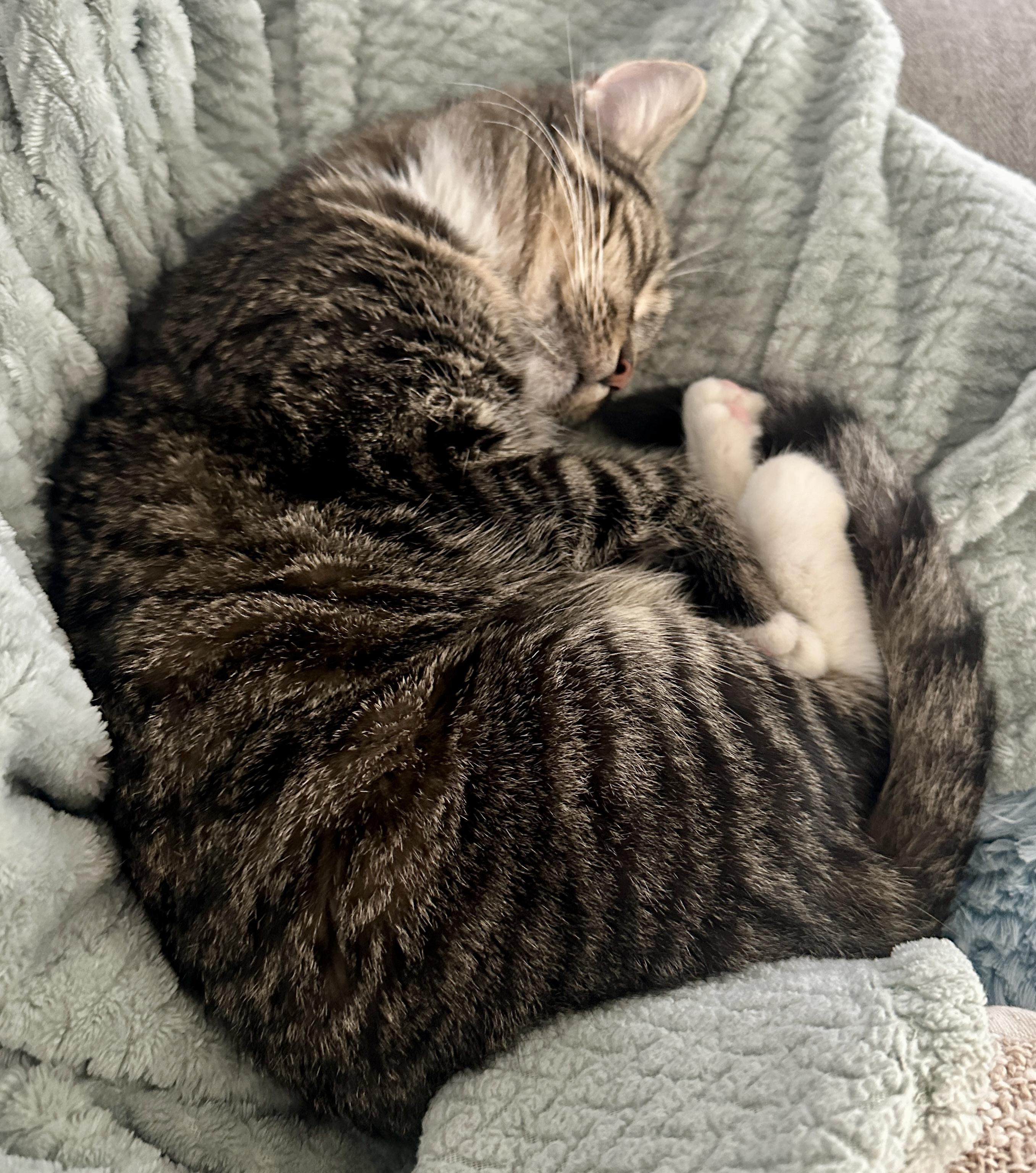 Athena, an adopted Domestic Short Hair in Fayetteville, NC image 5/6