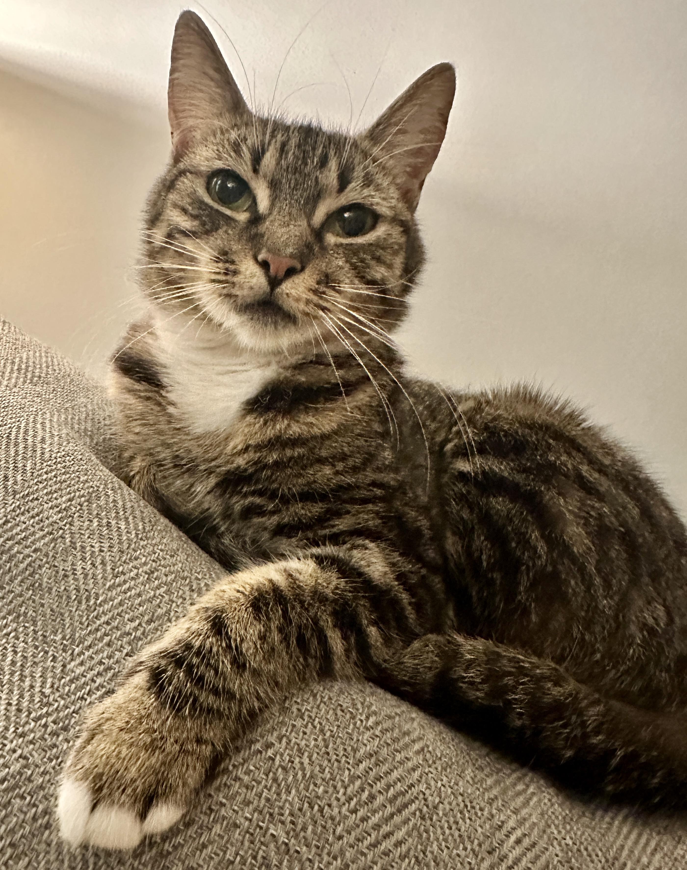 Athena, an adopted Domestic Short Hair in Fayetteville, NC image 6/6