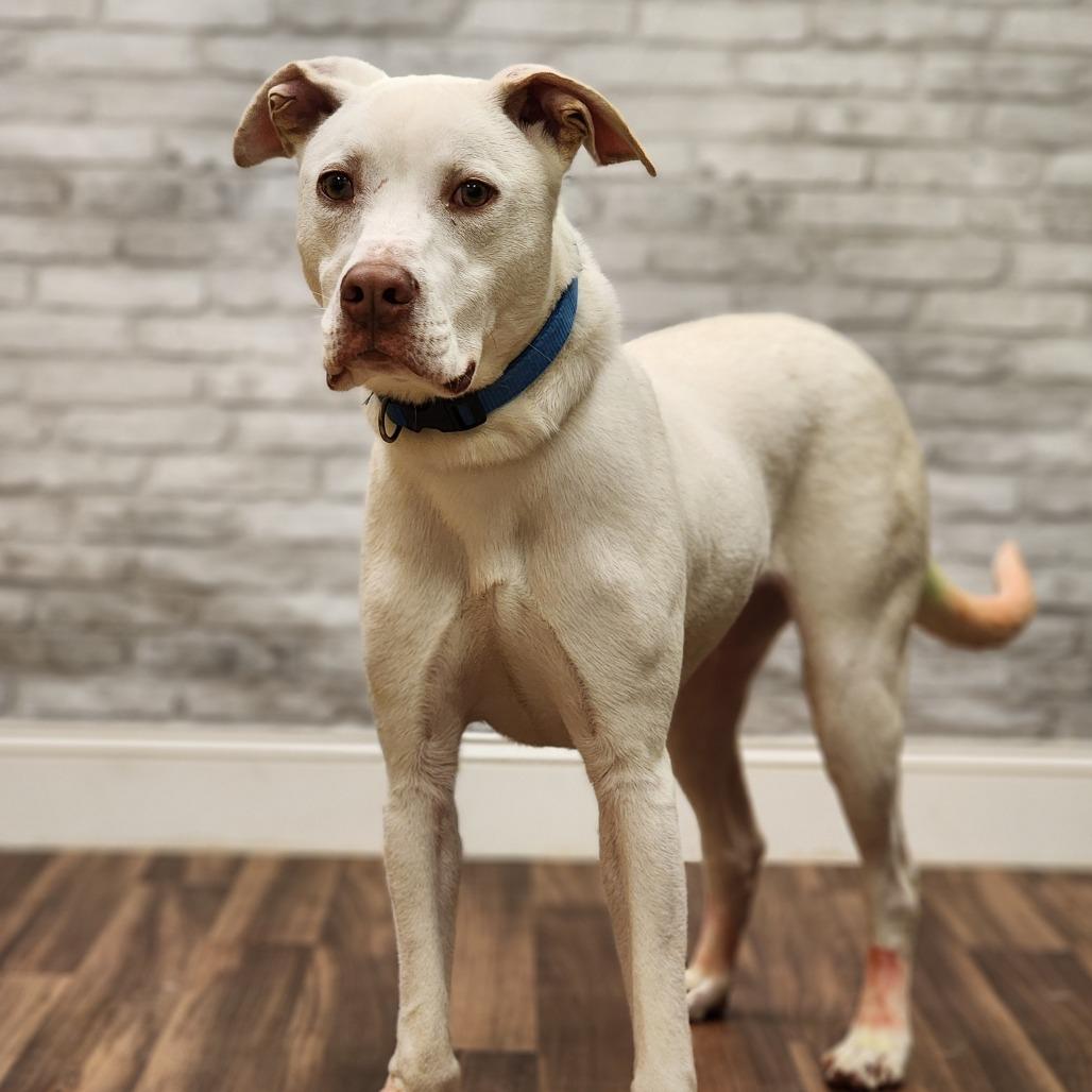 Tomlen, Adoptable, Young Male Terrier.