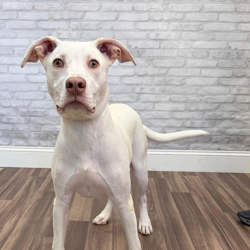 Enlarge Tomlen, a Adoptable mixed breed in Montgomery, AL image 3/6