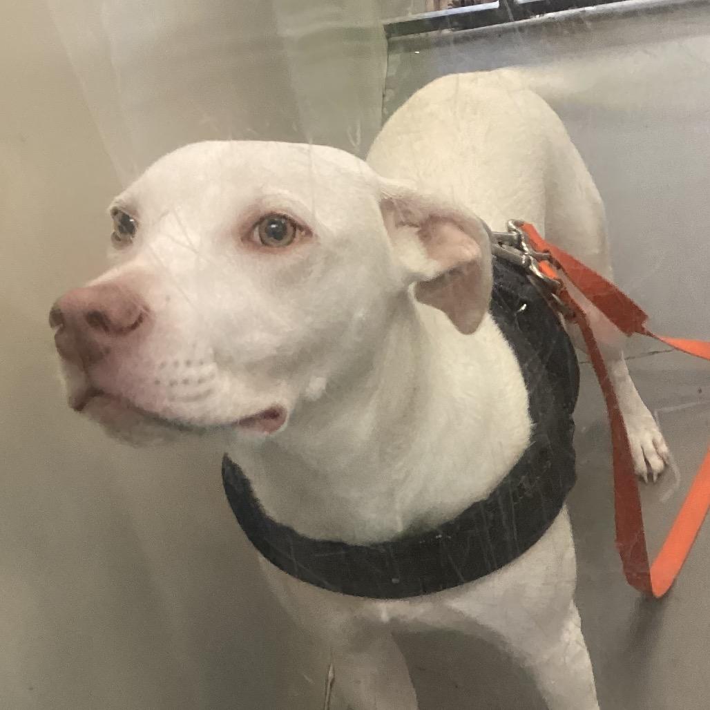 Enlarge Tomlen, a Adoptable mixed breed in Montgomery, AL image 5/6