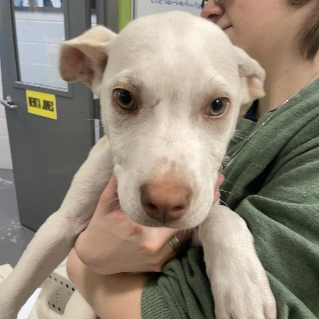 Enlarge Tomlen, a Adoptable mixed breed in Montgomery, AL image 6/6